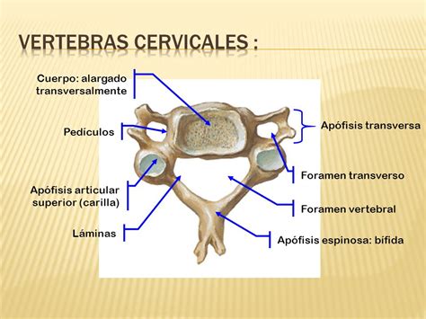 Que Es Apofisis Espinosa Bifida Descargar Manual