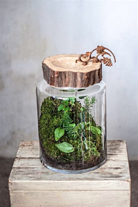 Zdjęcie Użytkownika Forest Forever Succulent Terrarium Indoor