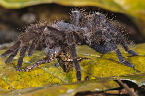 Video, photos show rare Amazonian spiders eating frogs, lizards - UPI.com