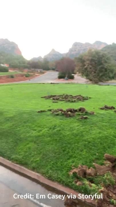 Prestigious Golf Course Trashed By Javelina In Arizona