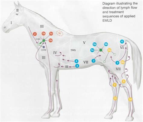 Pin on Equine System: Lymphatic