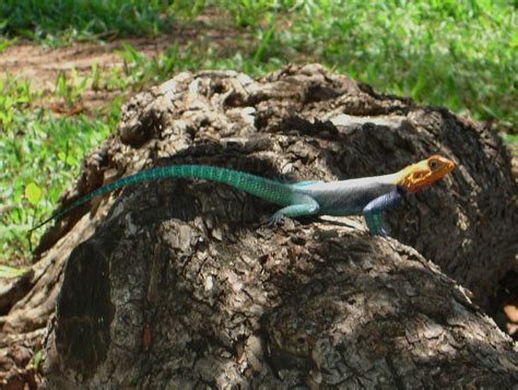 Lagarto De Fuego Agama Agama Picture Nature