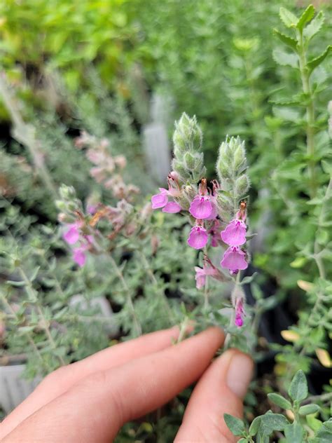 Teucrium Marum Cat Thyme Germander LIVE PLANT in 2.5 Inch Pot - Etsy