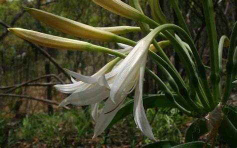 Crinum Crassicaule