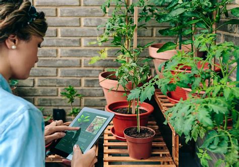 Qu Aumenta El Crecimiento De Las Plantas Consejos Efectivos Para