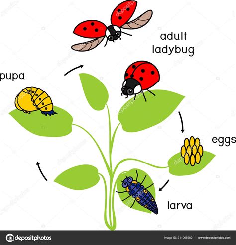 Lady Bug Life Cycle