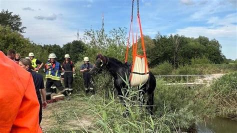 Dramatische Rettungsaktion Feuerwehr Befreit Pferd Aus Einem Fluss