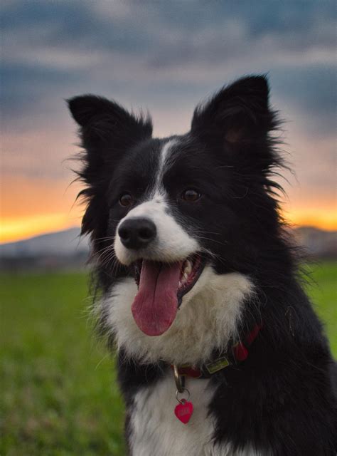 Border Collie: The Energetic and Reliable Sheepdog