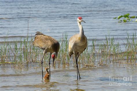 Enjoying The Lake Photograph By Zina Stromberg Fine Art America