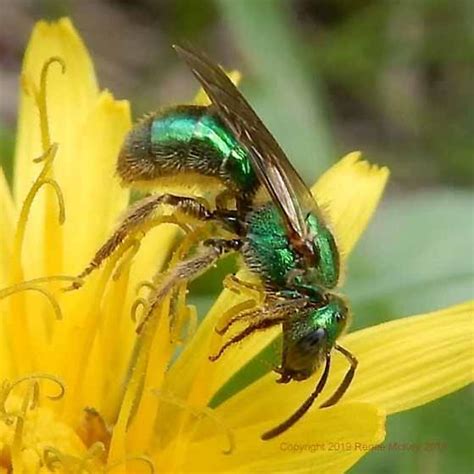 Green Metallic Sweat Bee Lasioglossum Augochlorella Aurata