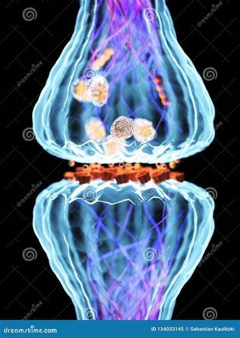 Anatomy Synapse Cells Transmission Signal Of Impulse In A Living