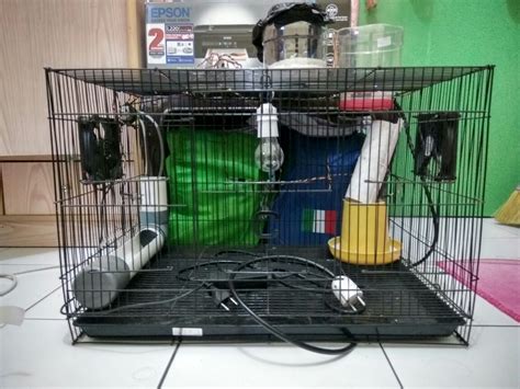 Smart Cage Chicks Tyto Mulyono Dot Com