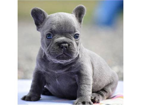 Blue French Bulldog Puppies for sale in Ohio Beachwood - Puppies for Sale Near Me