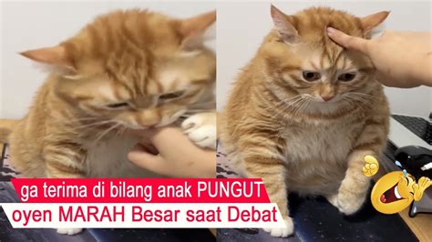 Momen Lucu Kucing Marah Besar Di Bilang Anak Pungut Kompilasi Kucing