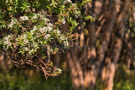 New Zealand Manuka Tree in Bloom Stock Photo - Image of forest, dense ...