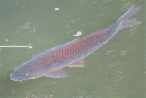 Common Carp by Sabreleopard on DeviantArt