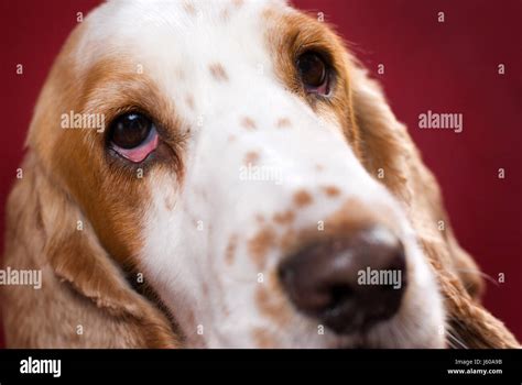 Eye Organ Dog Bloodshot Spaniel Vein Head Pet Brown Brownish Brunette