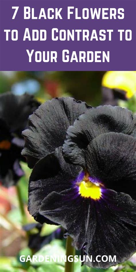 7 Black Flowers To Add Contrast To Your Garden Black Flowers Garden