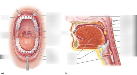 A P II Lab Digestive System Exercise 22 Figure 22 12 Oral Cavity