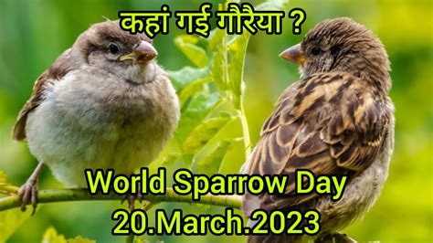 कहां गई गौरैया विश्व गौरैया दिवस।world Sparrow Day 2023 Save Birds