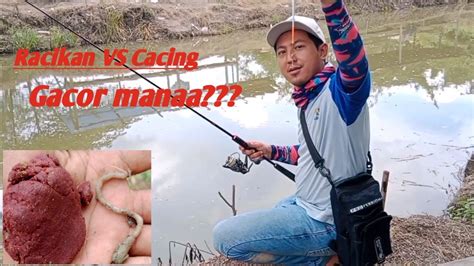 GACOR MANA Umpan Racikan Apa Cacing Mancing Ikan Emas Langsung Neter