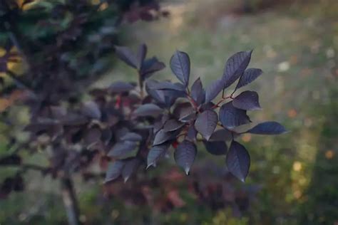 10 Shrubs With Red Leaves All Year Plantglossary