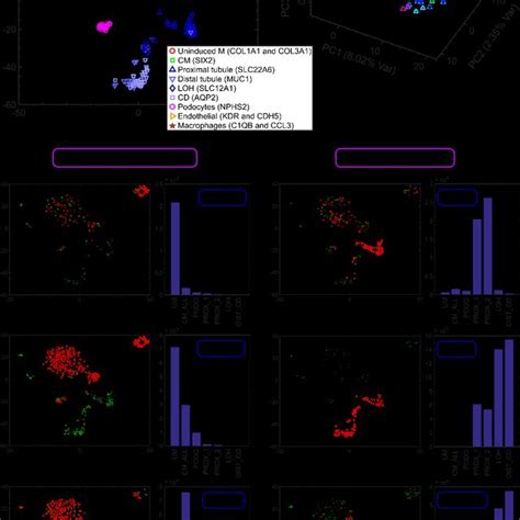 Single Cell Gene Expression Analysis Enables Characterization Of