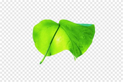 Green Leafed Plant Png Pngegg