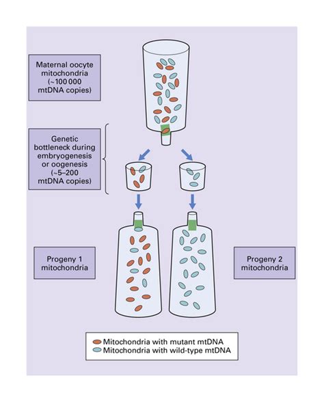 Mitochondrial Encephalopathies Neupsy Key