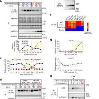 Setd Ncorhdac Complex Restricts Cbp Recruitment To Primed