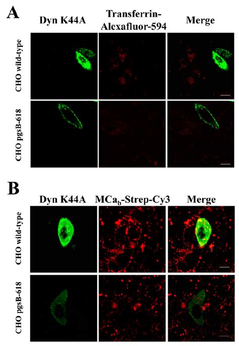 Expression Of The Dominant Negative Dynamin 2 K44a Mutant Blocks