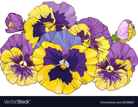 Flower arrangement pansies isolated on a white Vector Image