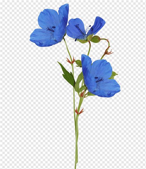 Watercolor Blue Flower PNG Transparent Background And 47 OFF