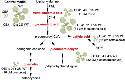 Modulation Of Auxin And Cytokinin Responses By Early Steps Of The