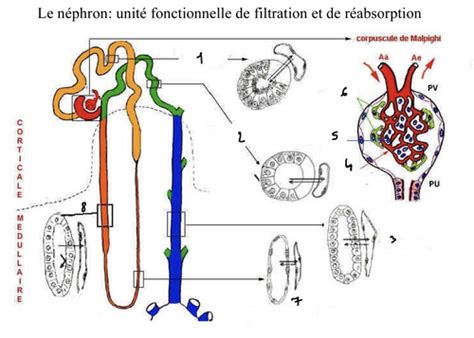 P Rvu Histologie Appareil Urinaire Cartes Quizlet