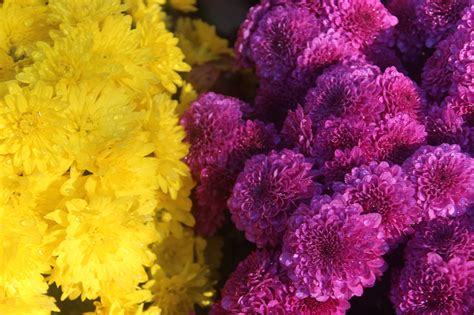 Mums Purple Yellow - Free photo on Pixabay - Pixabay