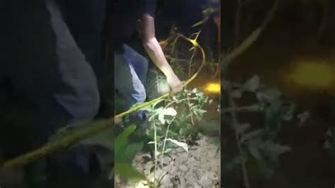 Tajur Ikan Baung Dapat Sebarau Bersaiz Kilo Pemburuikanbaung Youtube