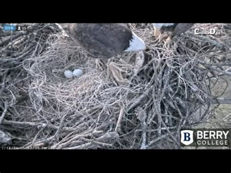 Berry College Eagles Pa Berry Brings Fish Dinner To Missy 12 14 23