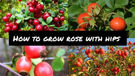 How To Grow Rose With Hips Easy Way Grow Rose From Hips The Method Of