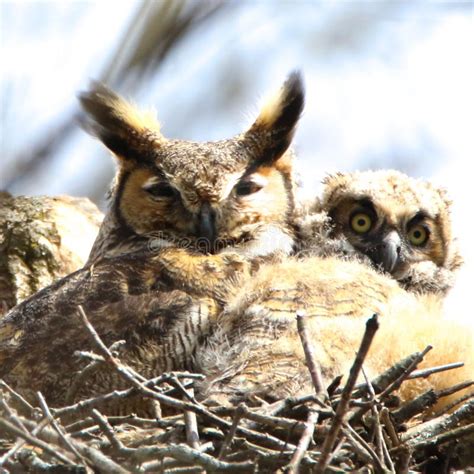 Great Horned Owl And Owlet Stock Photo Image Of Horned