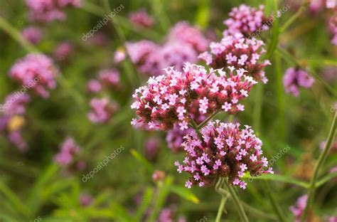 Verbena Officinalis Una Planta Medicinal Que Crece En Su H Bitat