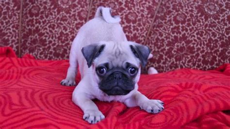 (VIDEO) Mischievous Baby Pug is Having a Blast. Now Listen to His Cute ...