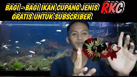 Bagi Bagi Ikan Cupang Jenis Rkc Gratis Cara Memelihara Ikan Channa