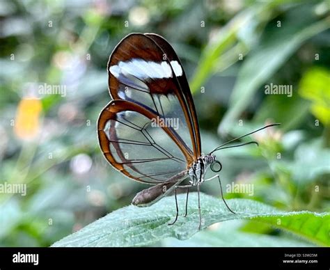 Glass wing butterfly Stock Photo - Alamy