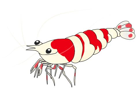 crystal red shrimp  ultimate guide  care  breeding