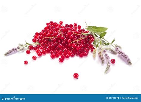 Red Currant with the Leaves of Mint Stock Photo - Image of green ...