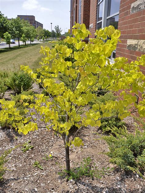 Hearts Of Gold Redbud Cercis Canadensis Scott Arboretum