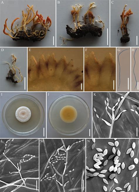 Samsoniella Sapaensisa Stromata Of Fungus Arising From Lepidopteran