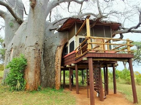 Tarangire National Park Accommodations | Where to Stay in Tarangire