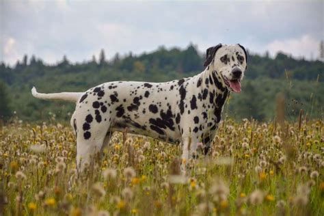 Ra As De Cachorros Mais Bonitas Do Mundo